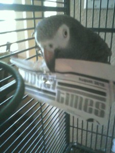 This is a random picture for Troy Robinson. Even our parrot Jesse reads the Dusty Times.