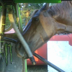 Toby wanted to help remove fresh air hoses. I had different ideas.