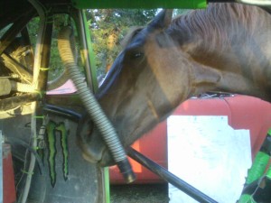 Toby wanted to help remove fresh air hoses. I had different ideas.