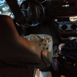 Meow Mix Delivers. Apparently Lilly wanted to go for a joy ride in CBCFS' giant beast of a van. Photo provided by Paul Nauleau.